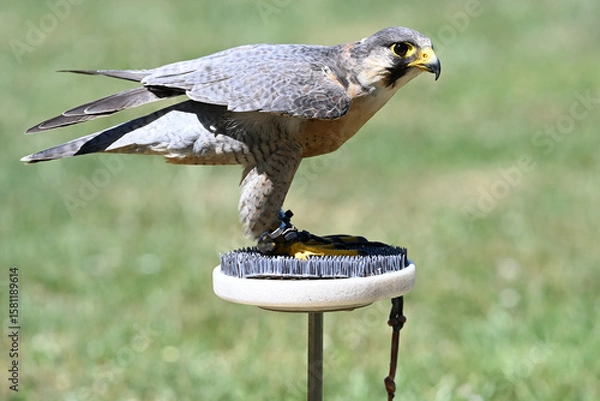 Fototapeta Peregrine falcon