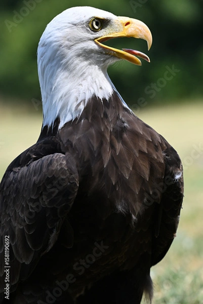 Fototapeta Bald eagle portrait