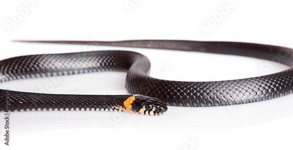 Fototapeta Snake isolated on white background.