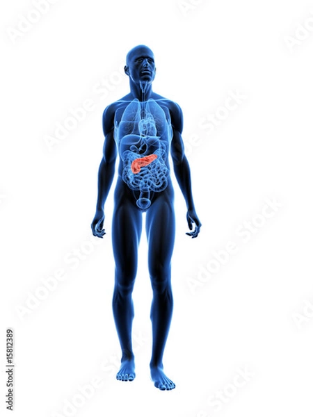 Fototapeta markierte bauchspeicheldrüse