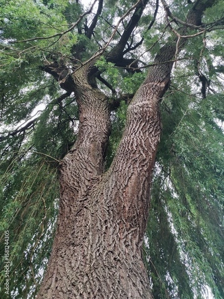 Fototapeta Sehr alter Baum 