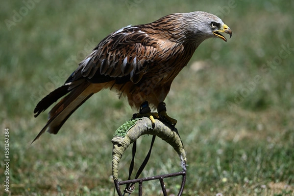 Fototapeta Red kite