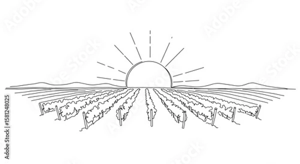 Fototapeta Sun setting over vineyard with outlined rows and mountains 