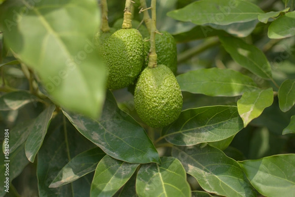 Obraz A plant that has an avocado as its fruit that is surrounded by green areas