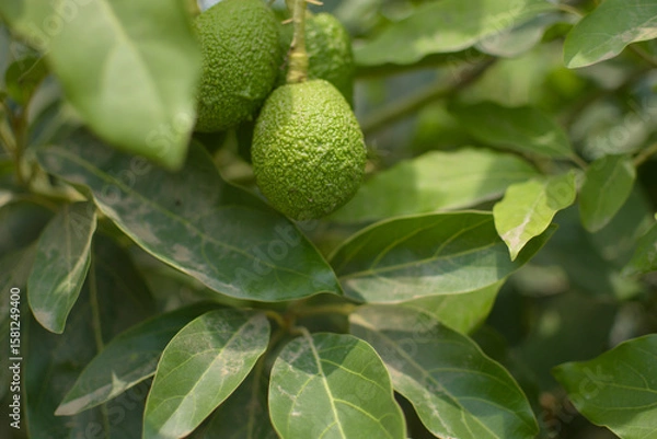 Fototapeta A plant that has an avocado as its fruit that is surrounded by green areas
