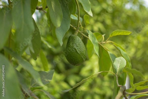 Obraz A plant that has an avocado as its fruit that is surrounded by green areas