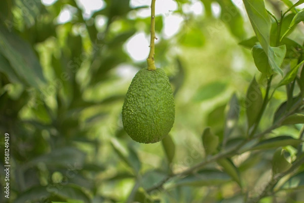 Obraz A plant that has an avocado as its fruit that is surrounded by green areas