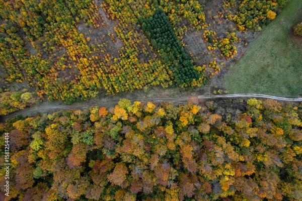 Fototapeta Top down view of autumn forest. Drone shot flying over spruce treetops in wild.