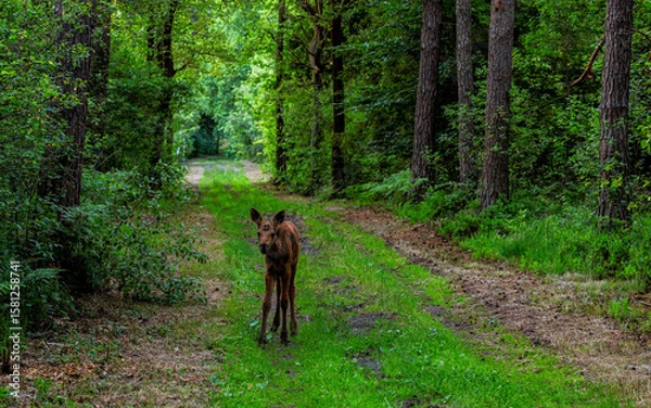 Obraz przyglądający się młody łoś na leśnej drodze