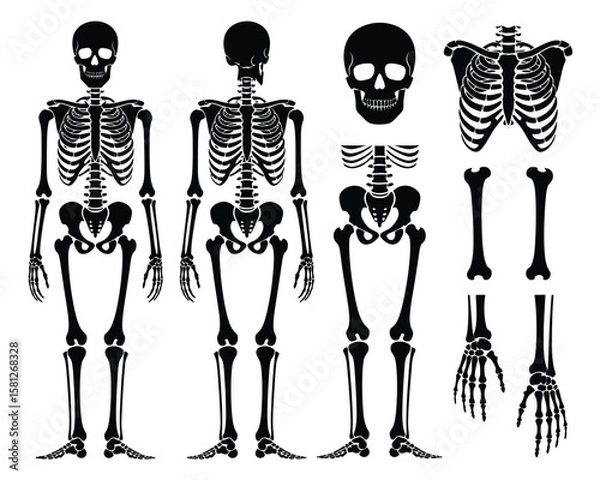 Obraz Human Skeleton Anatomy Illustration – Front and Back Full Body Views with Detailed Skull, Ribcage, Hand, Foot, and Limb Bones in Black Silhouette on White