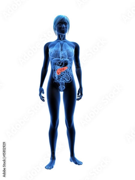 Fototapeta transparenter körper mit markierter bauchspeicheldrüse