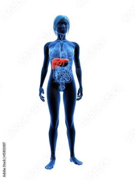 Fototapeta transparenter körper mit markierter leber