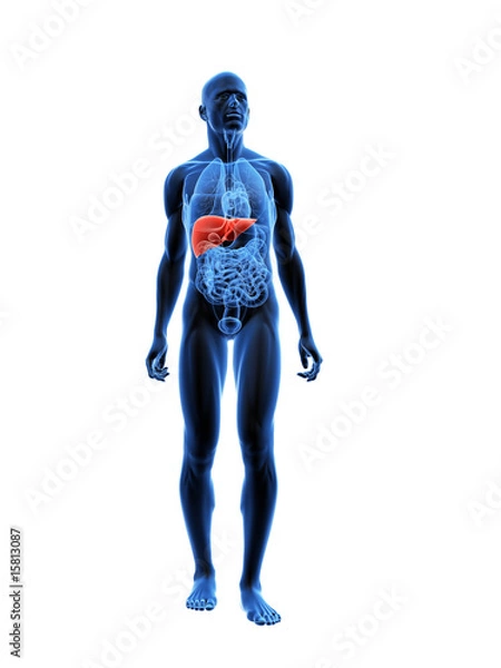 Fototapeta transparenter körper mit markierter leber