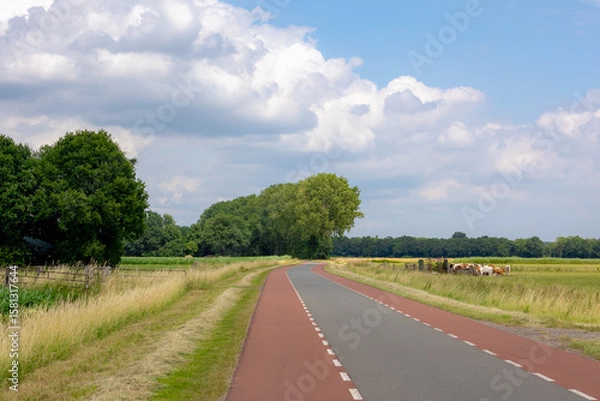 Obraz Countryside road with open farm dairy cattle (cows) on grass field, Agriculture in summer with maize or corn plantation under blue sky, Typical landscape in Dutch province of Overijssel, Netherlands.