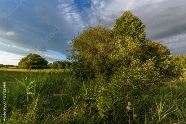 Fototapeta Lush green landscape with trees and grass under a cloudy sky during late afternoon