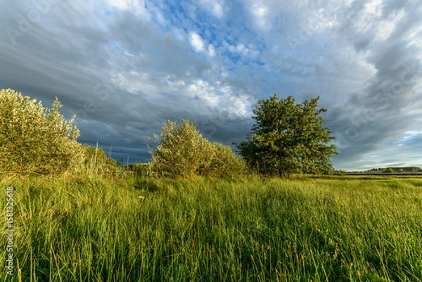 Fototapeta Lush green landscape with trees and grass under a cloudy sky during late afternoon