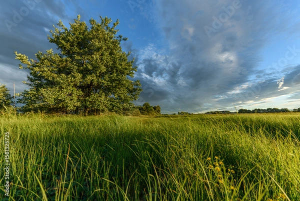 Fototapeta Expansive green fields with a lone tree under a dramatic sky during late afternoon