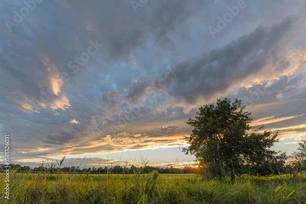 Fototapeta Beautiful sunset over a tranquil field with clouds and silhouetted trees during late afternoon hours