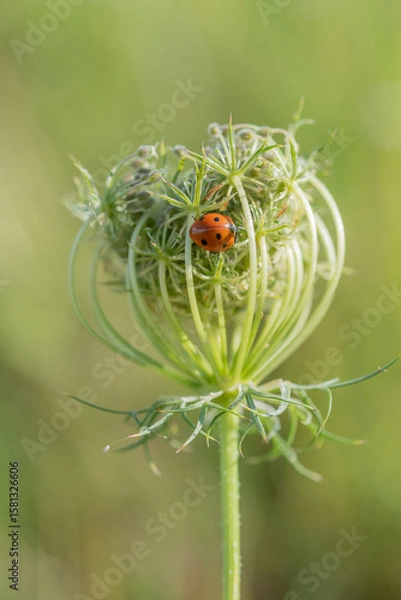 Fototapeta Ladybug resting on a flowering plant in a meadow during late spring with soft sunlight illuminating the scene
