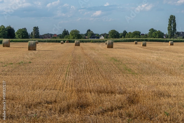 Fototapeta Rolling hay bales dot a sunny field with trees and a clear blue sky in the rural countryside during early evening hours