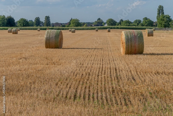 Fototapeta Rolling hay bales dot a sunny field with trees and a clear blue sky in the rural countryside during early evening hours