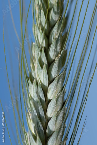 Fototapeta Close-up of a green ear of barley glowing in the sun against a blue sky. The picture is in portrait format.