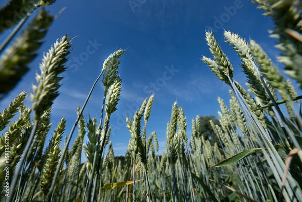 Fototapeta Close-up of green wheat photographed from below against the blue sky. The ears of wheat are clearly visible.