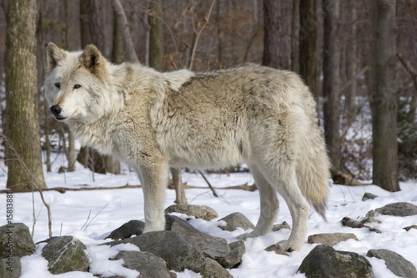 Obraz Timber Wolf _MG_7986
