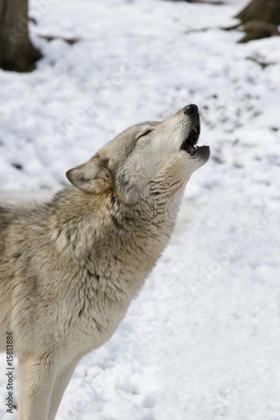 Obraz Timber Wolf Howling _MG_8102