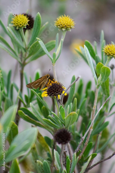 Obraz butterfly on a flower