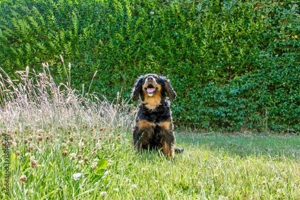 Obraz Bernese mountain dog smiling in the grass