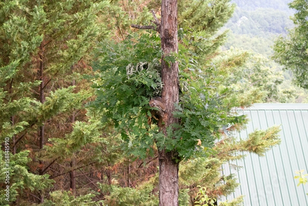 Obraz Pine tree in the forest