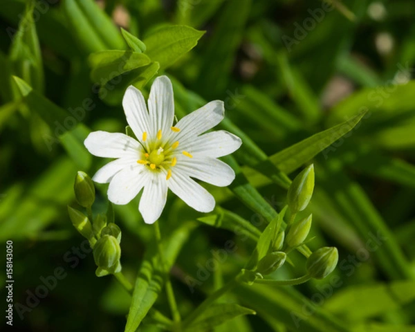 Fototapeta Flower Greater stitchwort or Stellaria holostea with bokeh background, macro, selective focus, shallow DOF