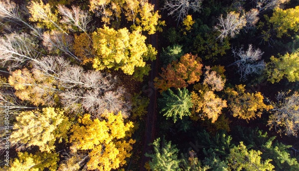 Fototapeta Forest Canopy in Perfect Sunlight Shadow. Autumn Equinox Day concept. Generated Image