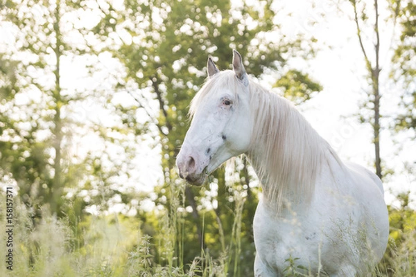 Obraz weißes Pferd