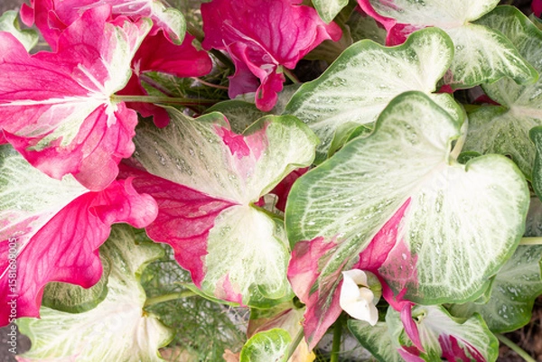 Fototapeta Top view of Caladium bicolor is queen of the leafy plants growing in pot for background Thai name is Chai Chon.