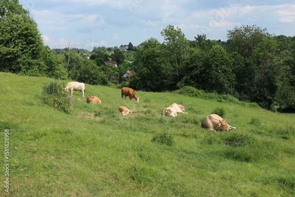 Obraz オーストリアの牧場