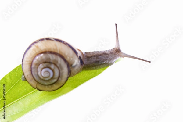 Fototapeta カタツムリ