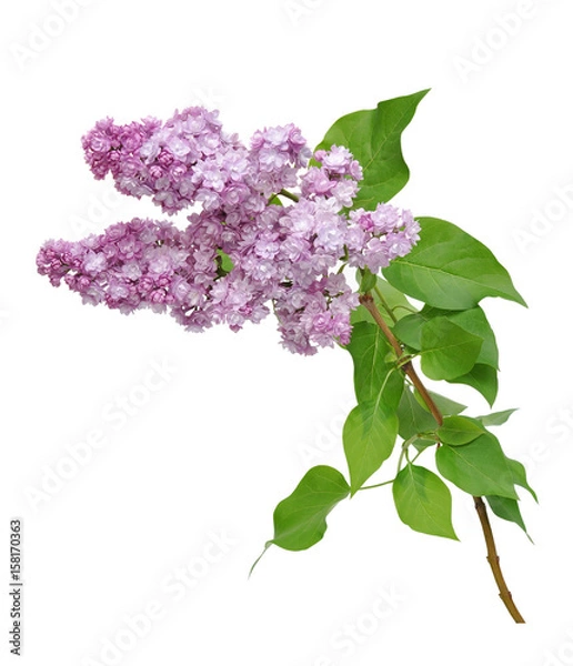 Obraz lilac