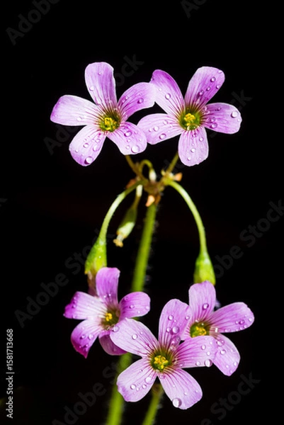 Fototapeta Closeup of large-flowered pink-sorrel
