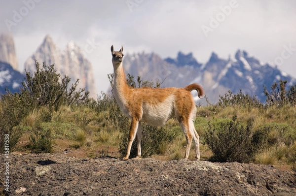 Obraz Guanaco (Lama Guanicoe) in a mountain landscape