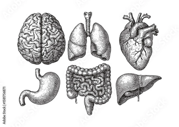 Obraz Hand-drawn anatomical illustrations of human internal organs in vintage engraving style.