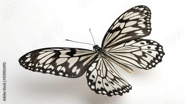 Fototapeta A colorful monarch butterfly with delicate orange and black wings rests on a white background, highlighting its natural beauty as a garden insect