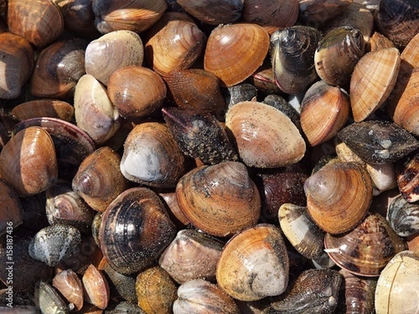 Fototapeta 潮干狩り