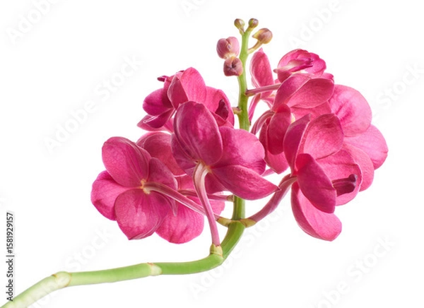Fototapeta Vanda Orchids, Pink Orchids isolated on white background, with clipping path