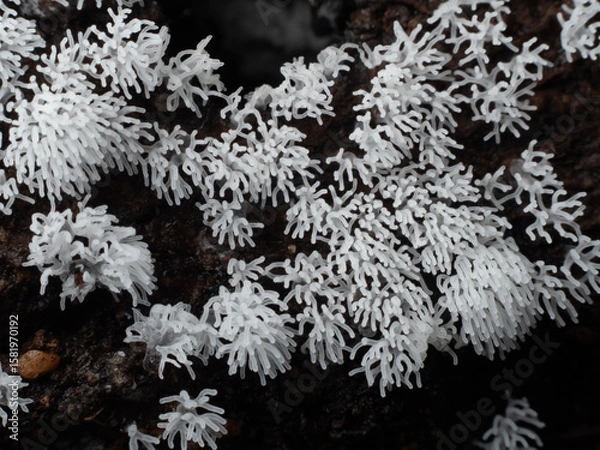 Obraz Close up Fungus from Tropical Rainforest.