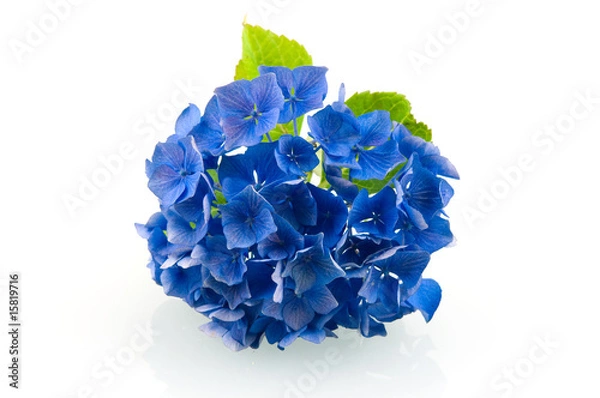 Obraz Blue hortensia hydrangea