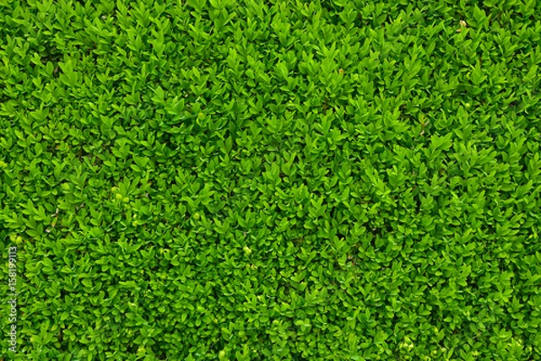 Obraz Green leaves as a hedge