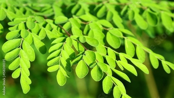 Obraz Moringa w słońcu, malunggay