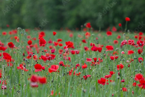 Fototapeta Many poppies in a field a cloudy sommer day